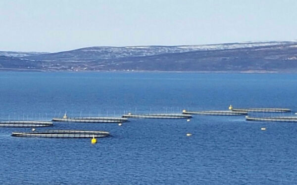 Pengedryss fra havbruksnæringen