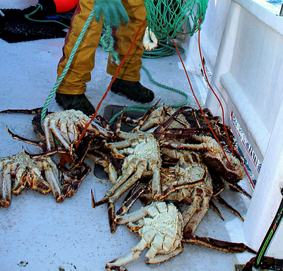 Nylig kom Kystvakten over 21 krabbeteiner i Jarfjord med totalt 715  kongekrabber som kan ha hatt en omsetningsverdi på én million kroner. Illustrasjonsfoto: Ságat arkiv
 Foto: Torbjørn Ittelin