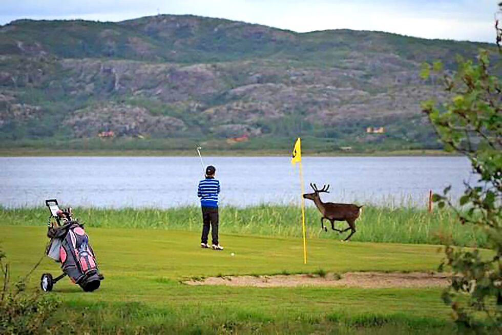 Den fine sommeren og mye banearbeid har resultert i veldig gode forhold på Banak links. Her er et bilde av forholdene på samme bane under Finnmark Open 2012.
 Foto: Northcape Golfclub