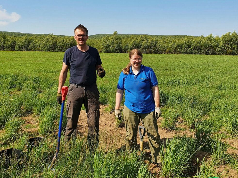 Vidar Aastrøm, Norsk Landbruksrådgiving, og Anne Kristiansen, rådgiver på grovfôr i Norsk Landbruksrådgiving, i enga i Holmfjell, der man forsøker å utvikle nye timoteisorter.
 Foto: Tom Hardy