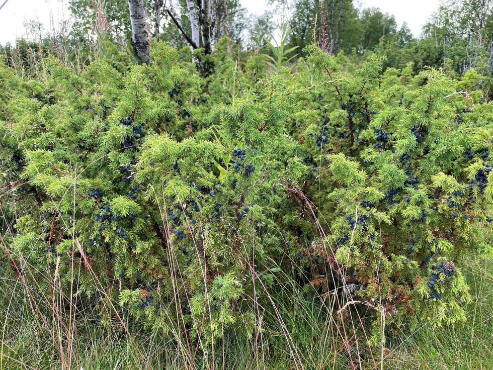 Bærene kan leveres inn i Tana og senere sendes de til Reisa Bær.
 Foto: Birgitte Wisur Olsen