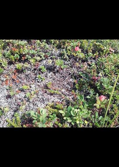 – Om været holder seg varmt vil vi nok få flere områder med modne bær i løpet av få dager, sier forsker Paul Eric Aspholm. Torsdag tok han dette bildet på ei myr i Sør-Varanger.
 Foto: Privat