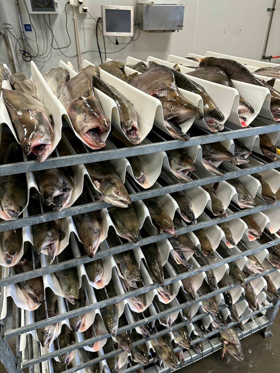 «Pink Varanger» selges sløyd og med hode.
 Foto: Privat