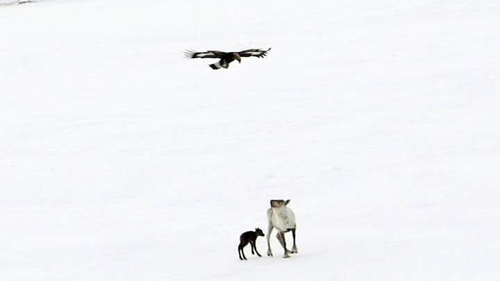 En simle forsøker å beskytte kalven sin mot angrepet.
 Foto: Visa Valle