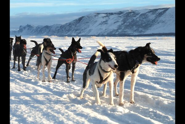 Angrep  dame og hund