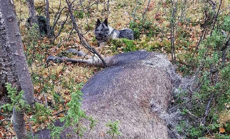 Kun cirka 66 % av totalkvota for fylket er tatt når jegerne de fleste steder har avsluttet årets elgjakt.
 Foto: Privat