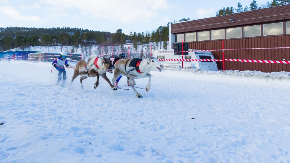 Her kappes vinnerne av juniorsprinten, "Mastercard" med Johan M. Eira og "GB Cuoivvat" med Klemet Amund Eira. Den første trakk det lensgte strå.
 Foto: Kjell Harald Sæther