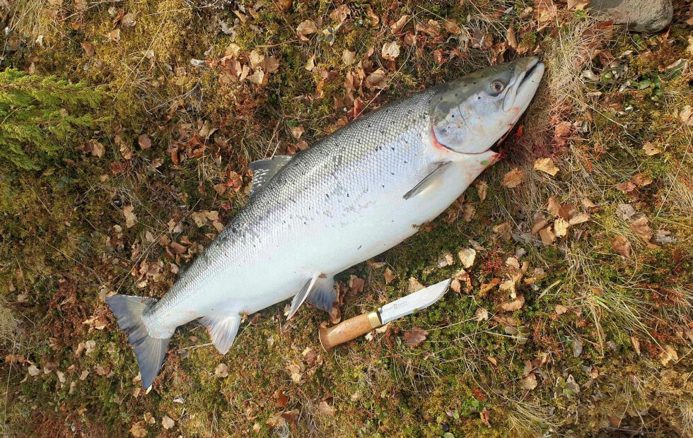 Antallet laksebestander som er kritisk truet på grunn av lakselus har økt de senere årene, ifølge en fersk rapport fra Vitenskapelig råd for lakseforvaltning.
 Foto: Privat