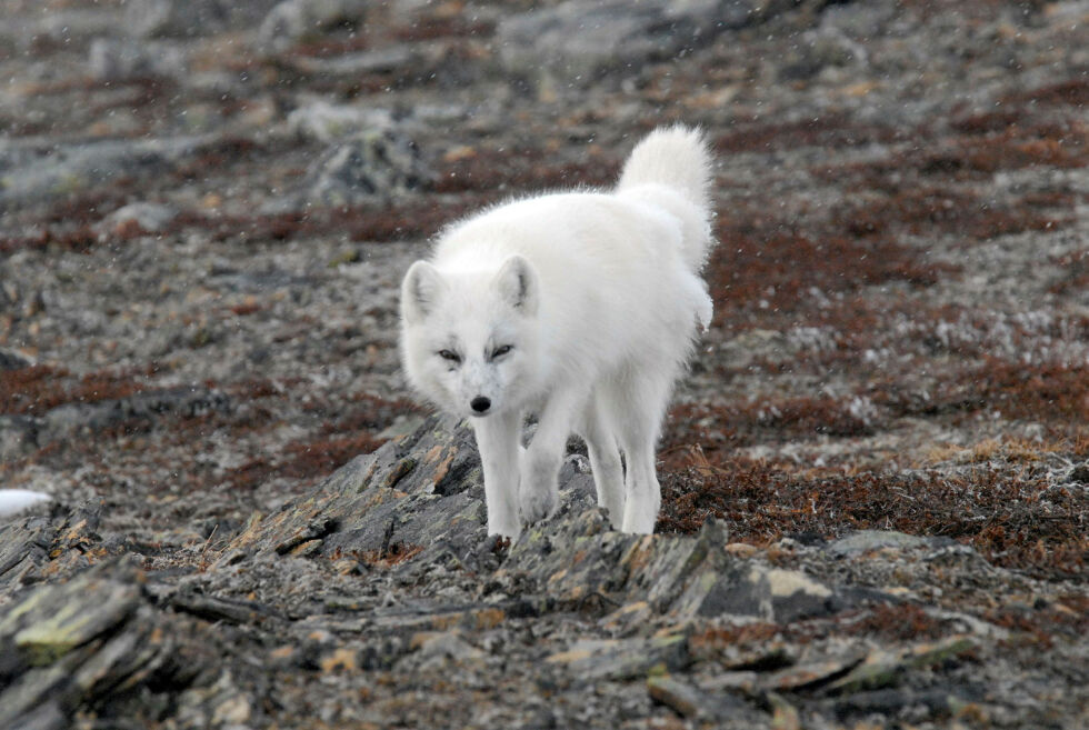Hovedansvarsområdet for jobben er fagansvar for Varangerhalvøya nasjonalpark.
 Foto: Kjell M. Derås, Naturvernforbu