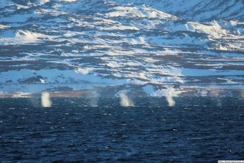 Hval i Varangerfjorden.
 Foto: Øyvind Zahl Arntzen