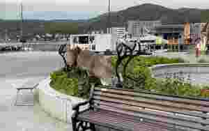  Reinplagene i Hammerfest