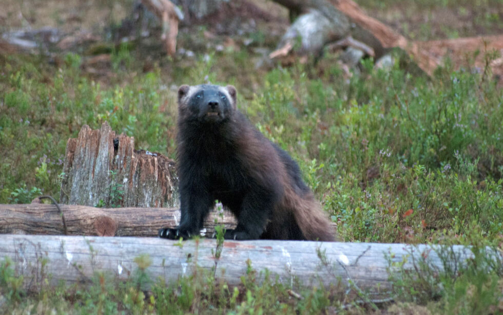 Det ble ingen jervefangst under den korte jakta direktoratet ga tillatelse til etter anmodning fra reineierne sør for Karasjok.
Foto: Irene Andersen