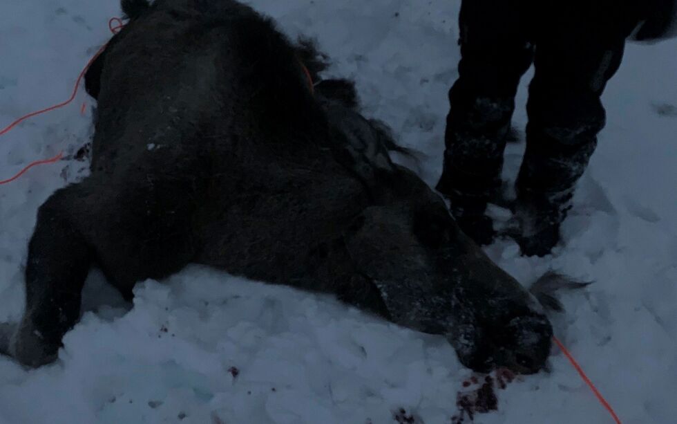 Denne utmagra elgkua ble funnet død ved Karlebotn for en tid tilbake.
Foto: Privat