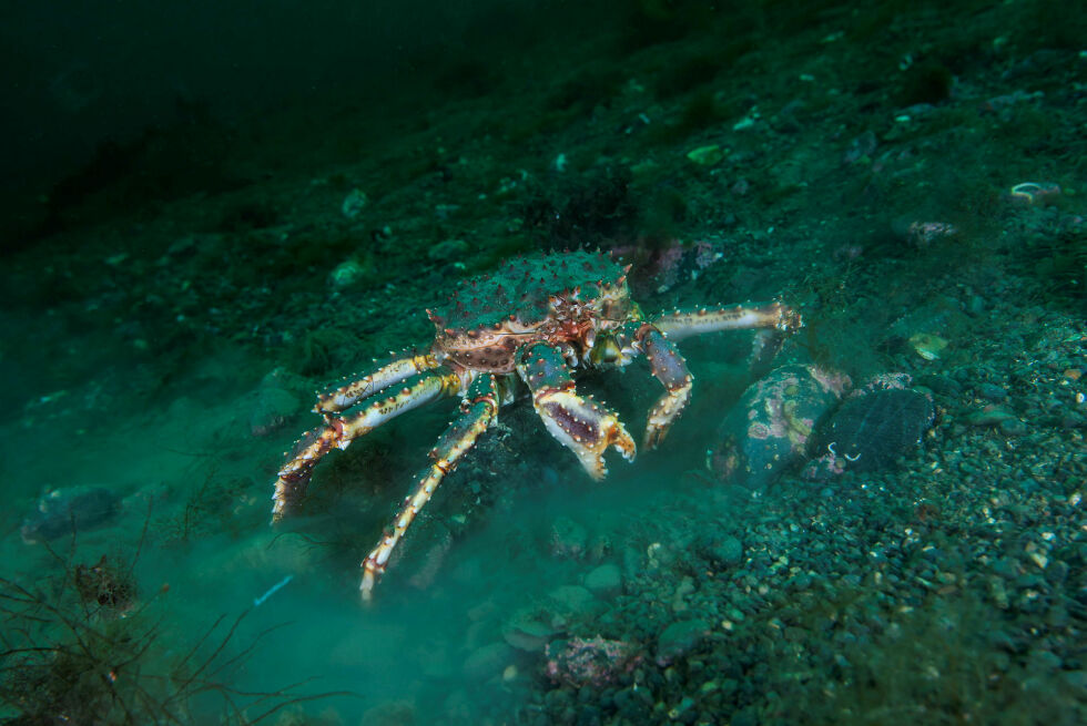 Når havforskerne skal telle denne krabaten og resten av kongekrabbebestanden, kan de gjøre det med AUV-er.
 Foto: Erling Svensen / Havforskningsinstituttet