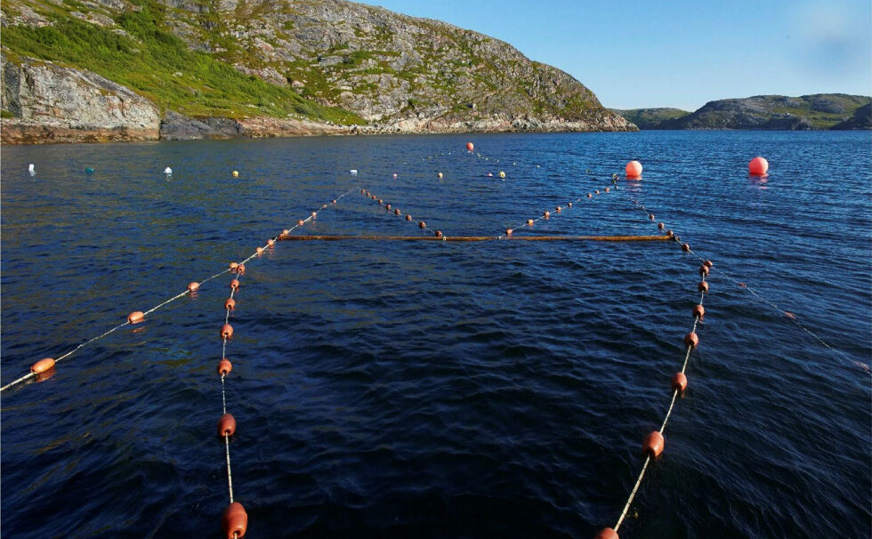 Kilenøtene i forskningsprosjektet ble lagt ut ved Ropelv i Sør-Varanger (bildet) og ved Navarsbukta utenfor Vadsø.
 Foto: Dag H. Karlsen