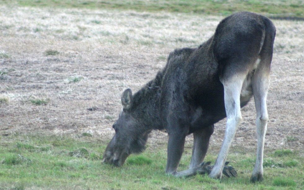 Organisasjonen NOAH mener hendelsen de nå har anmeldt aktualiserer kravet om forbud mot jakt med løs hund under blant annet elgjakta. FOTO: Stein Torger Svala