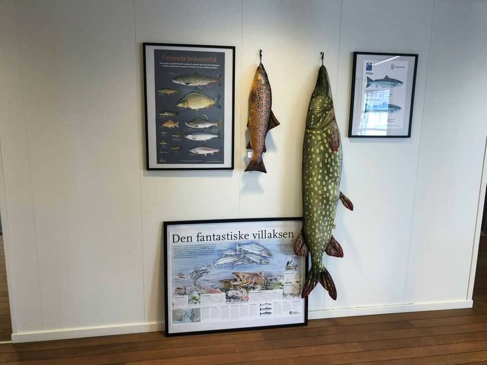 Gjedda er på plass. 1. juni er satt som en foreløpige datoen for utstillingen i de tidligere banklokalene.
 Foto: Birgitte Wisur Olsen