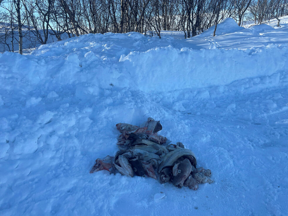 Etter at kyndige hender hadde skåret ut filetene fra torskene vi ser restene av, ble hode og rygg kasta rett ved side av veien i det populære turområdet Langøra utenfor Kirkenes.
Foto: Birgitte Wisur Olsen