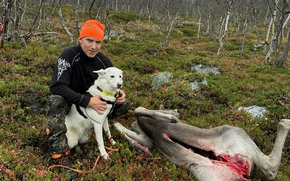 Med god loshjelp fra hunden Arya fikk Svein Reiersen skutt denne elgen – og jaktlaget til Gunnar Kjellmo kunne notere seg for tre felte dyr på åpningsdagen.
 Foto: Privat
