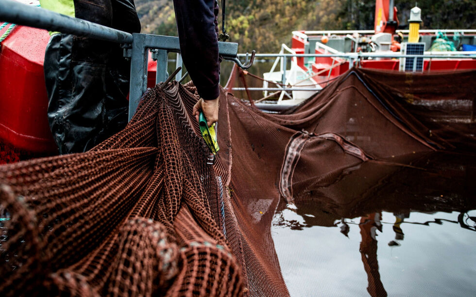 Kobber blir brukt som impregnering av nota, fordi det er giftig for de organismene som ønsker å feste seg. Kobberet blør gradvis ut i vannet, i tillegg til at det slippes ut store mengder hver gang nota spyles ren.
 Foto: Christine Fagerbakke/HI