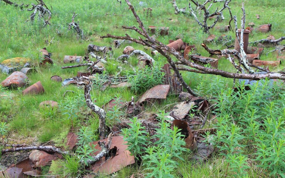 Forsvaret sier de vil rydde i området Nyborgmoen.
Foto: Torbjørn Ittelin
 Foto: Torbjørn Ittelin