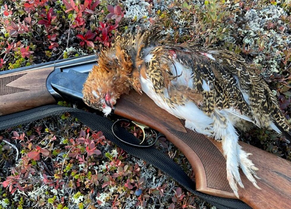 Rype er ettertraktet også for andre enn mennesker. Både krå­ker, rav­ner og røys­katt rø­ver rype, og ry­pe­kyl­lin­ger er god mat for al­le som spi­ser kjøtt.
 Foto: Privat