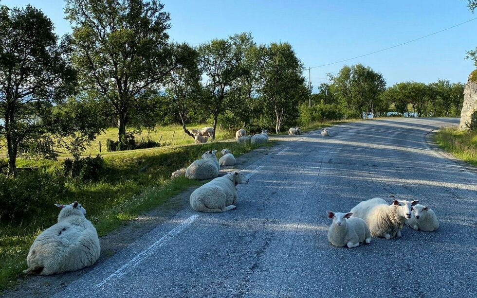 Sauene i Billefjord liker å slappe av både midt i veibanen og langs kanten, noe som ikke er helt uten risiko. Dette er en veistrekning som UP kontrollerer ofte, og det blir skrevet ut mange forelegg for høy fart.
 Foto: Irene Andersen