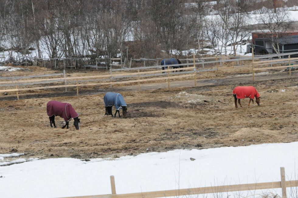 Hestene på Sandnes nøyer seg med gammelt gress i påvente av grønt og friskt gress.
 Foto: Hallgeir Henriksen