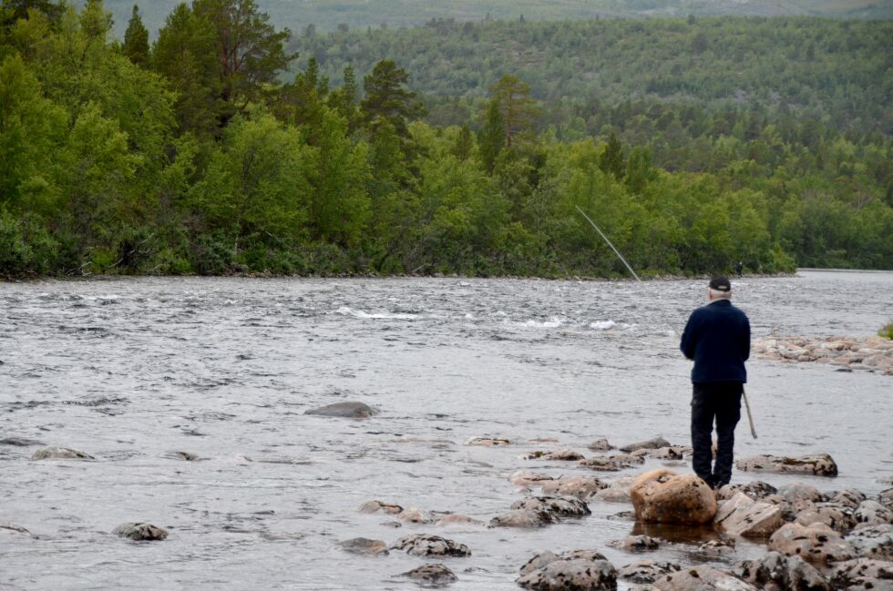 Fangsttallene er så dårlige i Stabburselva at Stabbursdalen grunneierforening har innført fredning av all hunnlaks over 80 cm på sin del av elva. Stabbursdalen elveeierlag har ingen slike planer foreløpig, men sier de skal se nærmere på situasjonen i løpet av kort tid.
 Foto: Arkivfoto