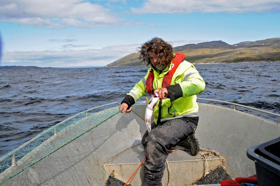 Sjølaksefiskerne fanget 10,5 tonn russelaks i not og garn i sommer. Her ser vi Helge Stærk ta ut en russelaks fra garnet i Revøysund.
 Foto: Hallgeir Henriksen