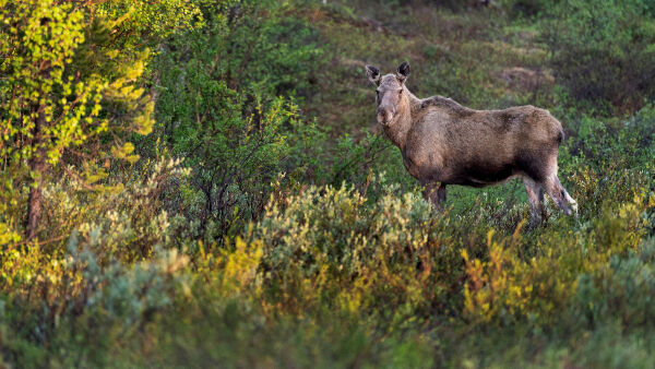 – Vi ender omtrent på målet
