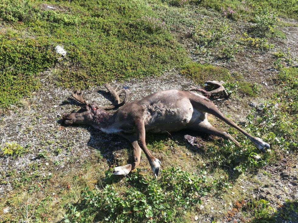 Trafikkdrept rein på E6 ved Bjørnnes i Porsanger. Foto: Hans Arne Wulff
