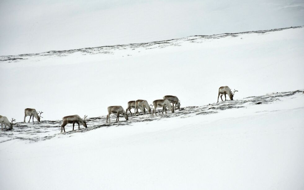 Arkivfoto: Irene Andersen.