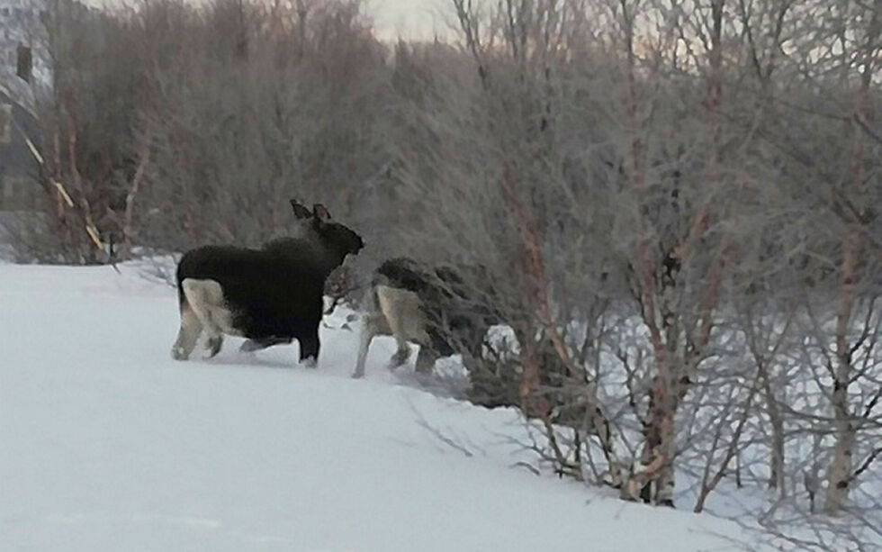 Det har i hele vinter vært mye elg i området ved Vesterelv, og mange av disse oppholder seg like ved traseen for Finnmarksløpet.
ILLUSTRASJONSFOTO: PRIVAT
