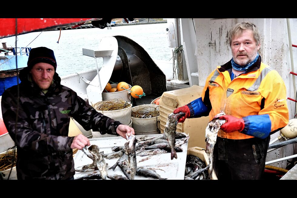 Her viser Raymond Jørgensen (til venstre) og Øystein Dahl hyse som er ødelagt av kongekrabbe.
 Foto: Bjørn Hildonen