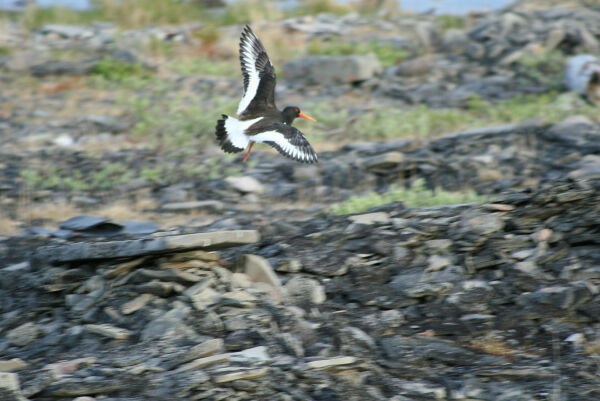 Vårtegn i Varanger