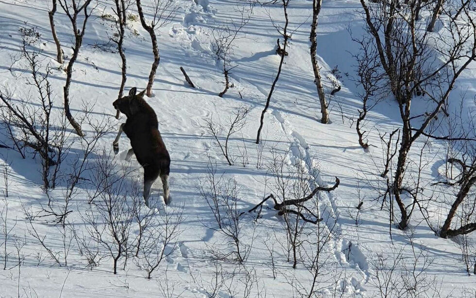 Det har gjennom hele vinteren vært mye elg langs E6 på strekningen mellom Varangerbotn og Gandvik. Nå foreslås det skogrydding langs denne strekningen for å øke trafikksikkerheten.
 Foto: Torbjørn Ittelin