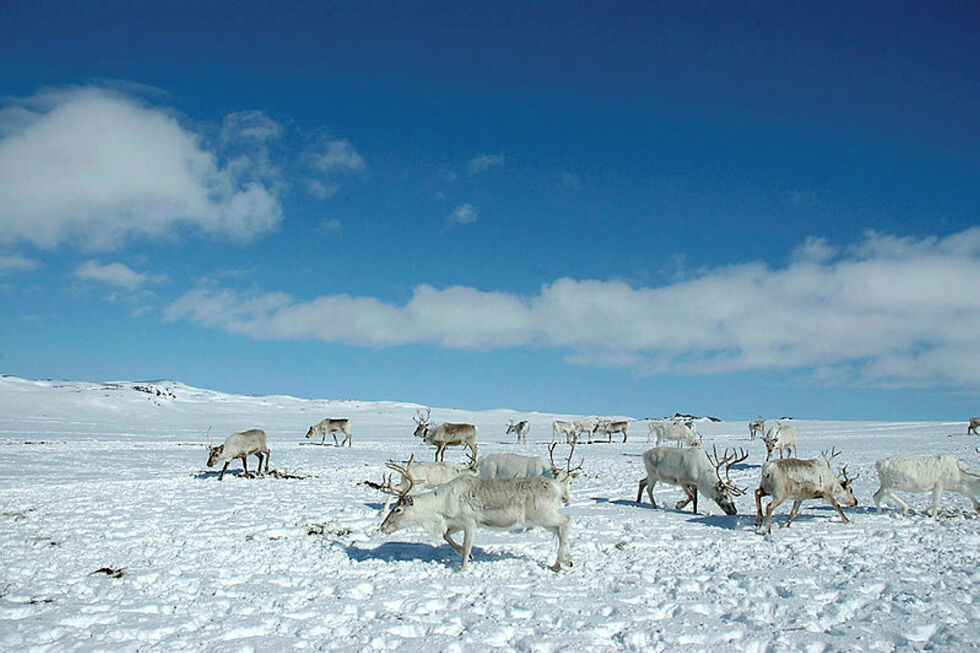 Reineierne oppfordrer til underskrift mot rasering av naturen og reindrifta.
 Foto: Rita Heitmann