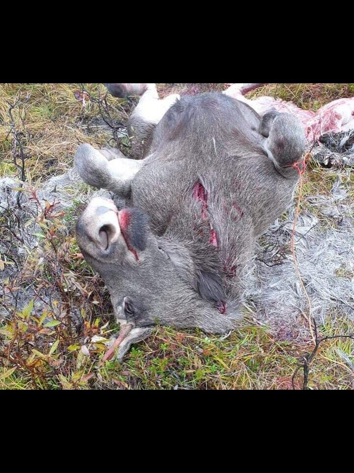 Jaktlaget til Lars Helge Henriksen, som jakter i feltet Jålma-Anderby i Vadsø kommune, felte denne ungoksen onsdag morgen.
 Foto: Privat