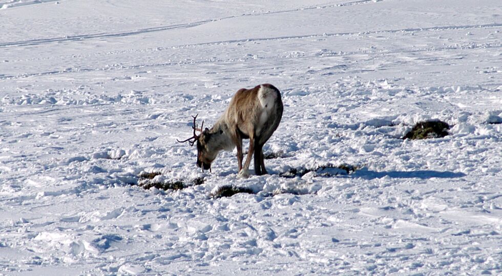 Vanskelige beiteforhold for reinen har skapt løypekonflikter flere steder i Finnmark.
 Foto: Arkiv