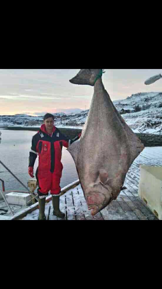 Fiskekjøperen i Smørfjord ble liten ved siden av storkveita som gikk i garnet utenfor Repvåg lørdag.
 Foto: Privat