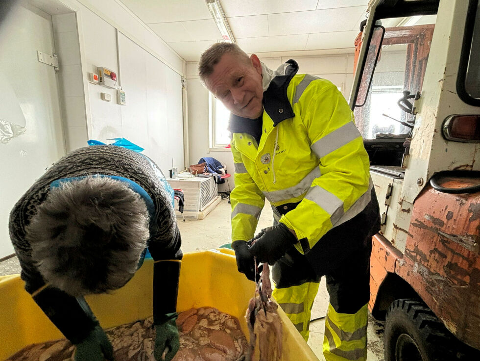 Tor Martin Dørmænen fra Jarfjord synes det er for galt at en sånn sunn matrett skal gå i glemmeboken. Dørmenen har planer om å invitere gjester på middag uten å røpe hva som blir servert.
 Foto: Thor Thrane