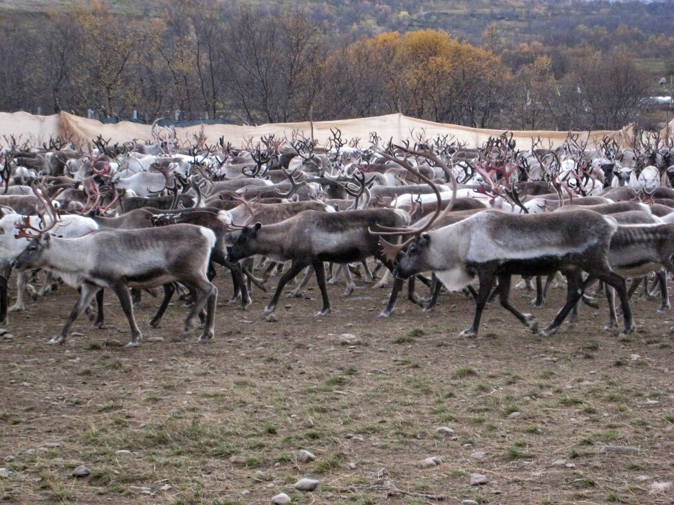 En langvarig tvist mellom Jovsset Ante Sara og staten kan nå gå mot en løsning.
 Foto: Asfrid Karlsen (Illustrasjon)