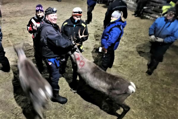 Mange kalver og feit rein i Pasvik