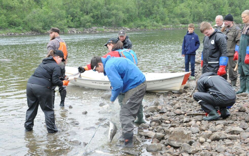 Her tar ungdommer ansatt av fiskefellesskapet ut laksen av garna.
 Foto: Hallgeir Henriksen
