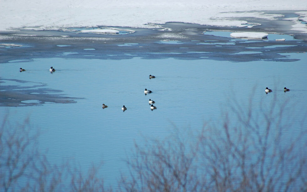 I tråd med tradisjonell lodden, mener Kautokeino kommune det bør tillates jakt på čoađgi (kvinand), gusagoalsi (laksand), goalsi (siland), fiehta (toppand) og njurgu (svartand). Kommunen skriver at det tradisjonelt er jaktet på flere arter, også gjess, og at det bør være åpning for å kunne utvide artsutvalget.
 Foto: Solveig Hætta