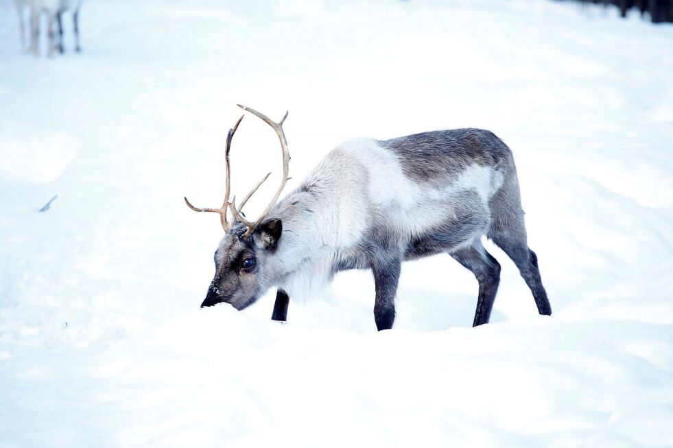 En tung vinter gjør at mange må ty til fôring av flokkene sine. Reinen ser imidlertid ikke ut til å ha noe imot å dele maten sin med elgen.
