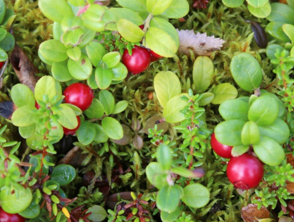Store fine tyt­te­bær vok­ser fra lub­ben tyt­te­bær­lyng i Pol­mak, Tana kom­mu­ne.