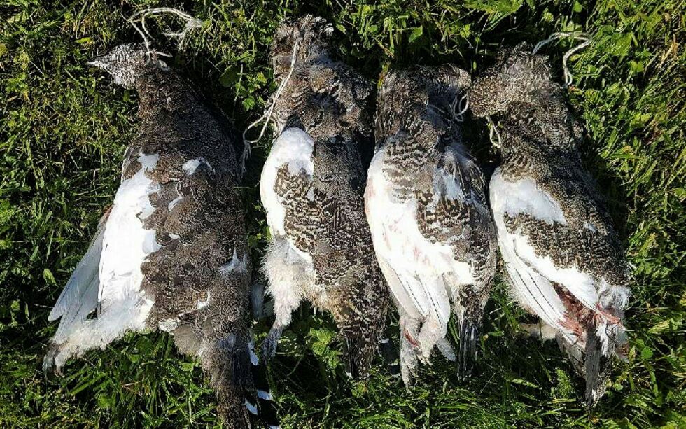 Du kan nå sikre deg rett til å jakte småvilt i Finnmark kommende høst.
 Foto: Privat