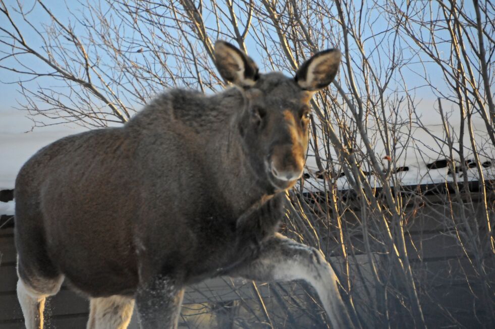 Fellingsstatistikken fra FeFo forteller at Tana fortsatt troner som den største elgkommunen i fylket, fulgt av Karasjok.
 Foto: Stein Torger Svala